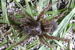 Pardosa tenuipes